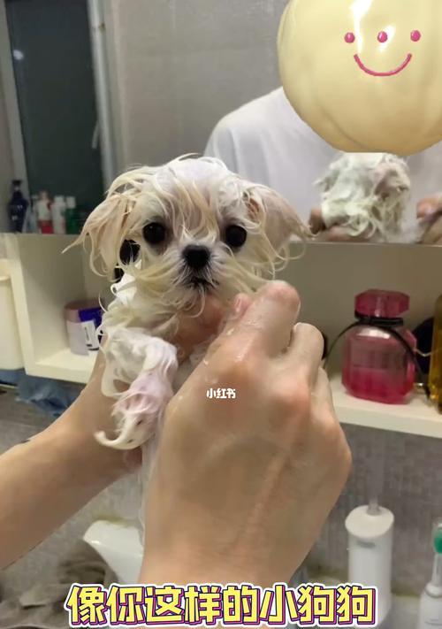 如何正确给你的马尔济斯犬洗澡（以马尔济斯犬洗澡小窍门为主题的详细指南）