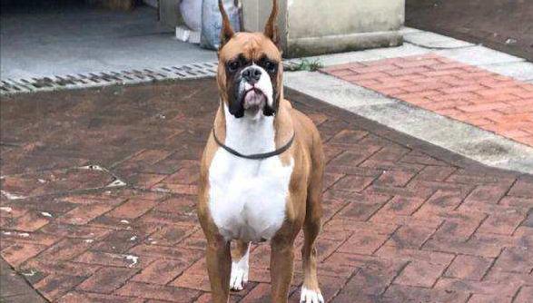 如何处理以拳师犬喜欢咬人问题（以宠物为主，控制犬咬人问题）