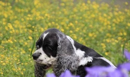 可卡犬生病应该怎么办？（了解宠物疾病，保护可爱小生命）