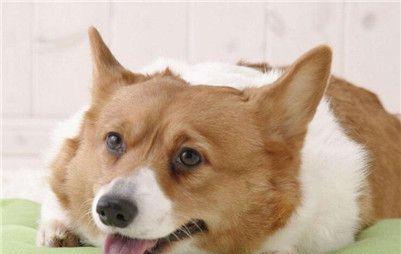 养好柯基犬的秘诀（宠物爱好者必看的15条柯基养护指南）