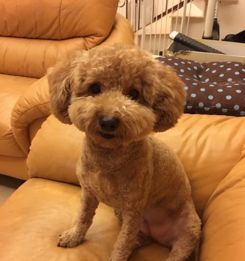 泰迪犬的高兴表现（宠物的欢乐行为与心情变化）