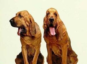 如何饲养寻血猎犬？（了解寻血猎犬的特点及饲养技巧）