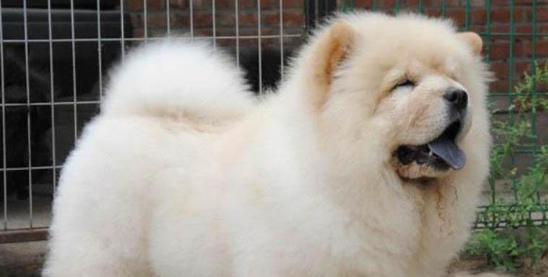 如何训练松狮犬游泳（以宠物为主，让你的松狮犬成为游泳好手）