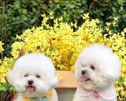 比熊犬休克的原因和治疗方法（宠物爱好者必读，了解比熊犬休克的诱因和治疗方案）