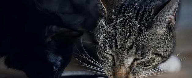 如何正确给宠物猫咪进行驱虫？（驱虫必须注意的细节和方法）