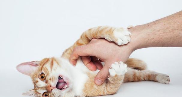 猫咪驱虫注意事项（宠物健康不能忽视，从驱虫开始）