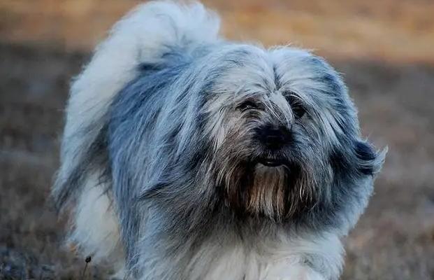 如何养护一只健康的犬