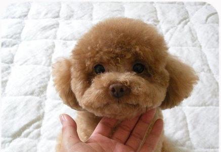 以泰迪真的是贵宾犬吗？（解析泰迪和贵宾犬的真正关系）