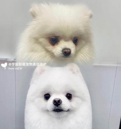 家庭美容小技巧，打造美丽的博美犬（让你的宠物也有专业的美容体验）