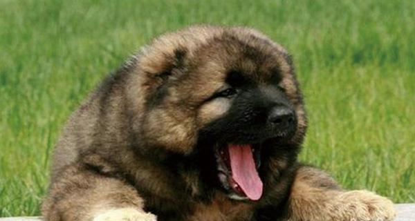 高加索犬为什么容易发胖？（探究高加索犬发胖的原因及预防方法）