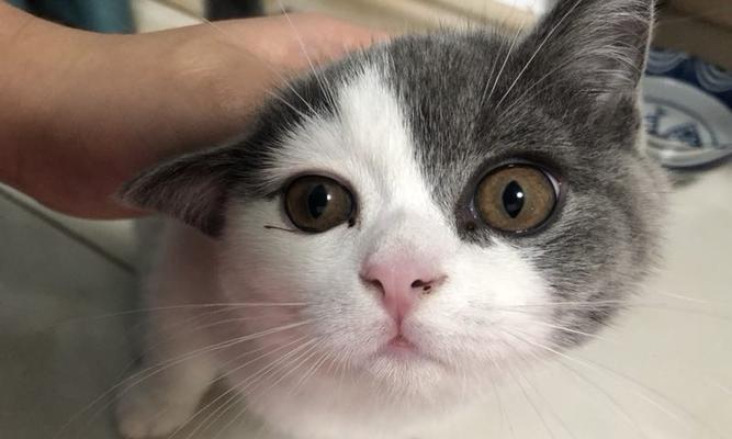 揭秘猫咪有泪痕的原因！（想知道为什么猫咪会有泪痕吗？这篇文章告诉你！）