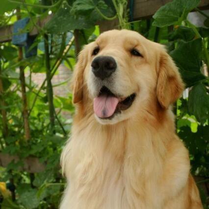 金毛犬（以金毛犬怎么样为例，介绍养犬心得与注意事项）