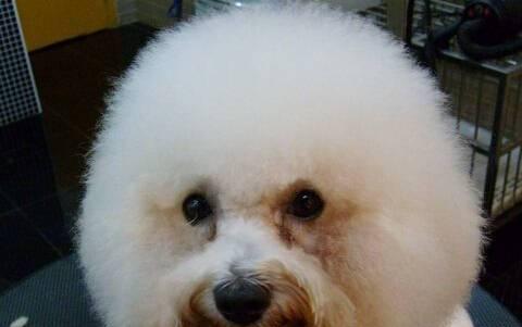 比熊犬感冒了怎么办？（宠物健康保障指南，你知道吗？）