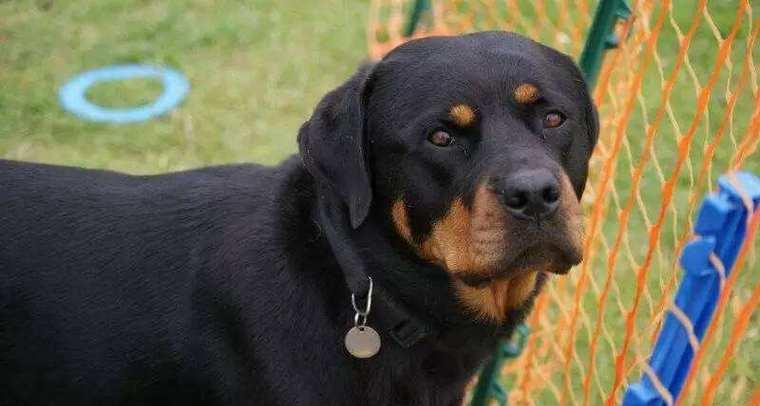 如何科学饲养罗威纳犬（罗威纳犬的饲养方法与技巧）