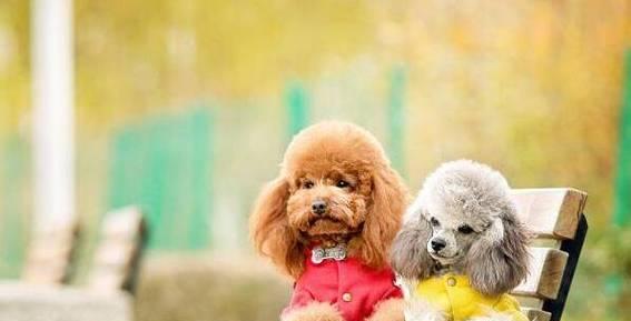 如何有效防治泰迪犬“放屁”次数多（探索泰迪犬“放屁”原因，从饮食、运动、环境等多方面入手）