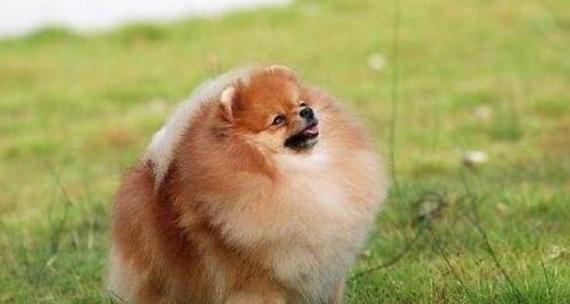 博美犬聪明之谜（智商超越其他犬种，宠爱无限）