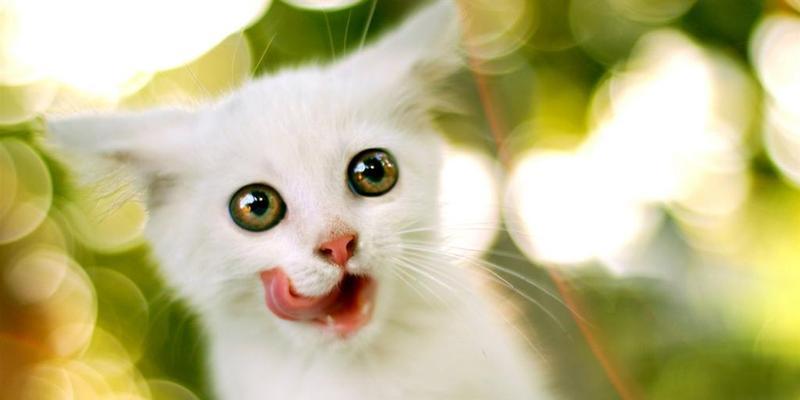 小猫最可爱的名字（以宠物为主，如何给小猫取一个可爱的名字？）
