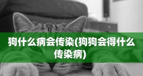 如何分辨狗狗是感冒还是传染病（宠物狗狗的健康问题及对策）