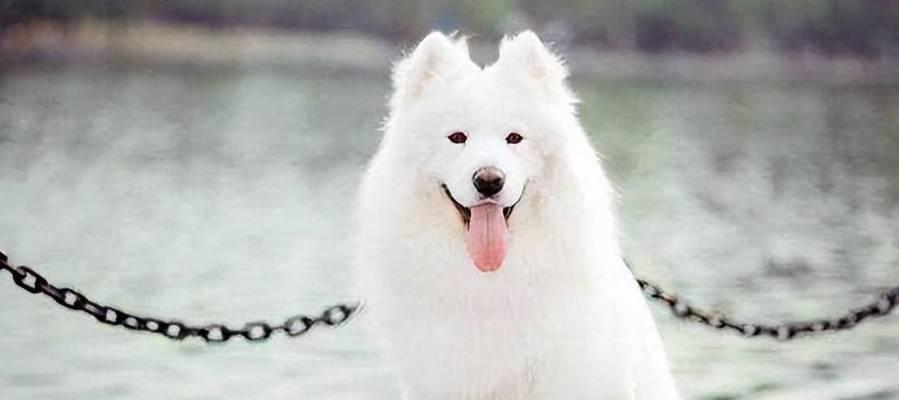 如何训练你的萨摩耶犬（注意事项和训练技巧）