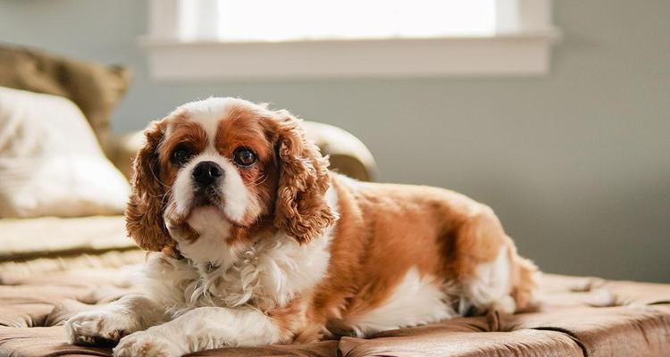 查理王犬饲养误区（了解这些误区，让你的宠物更健康快乐）