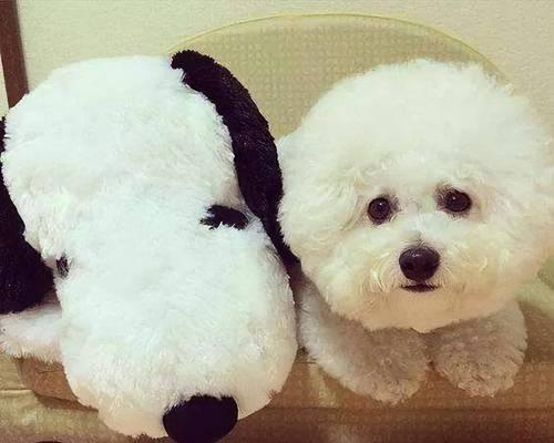 训练比熊不乱吃东西的方法（如何让宠物比熊不乱吃东西）