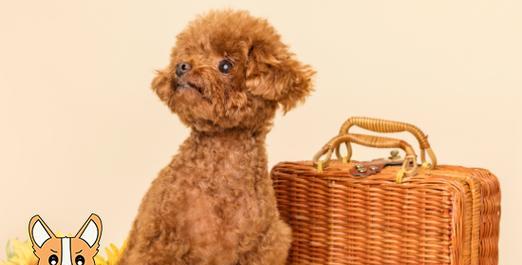 贵宾犬能否吃牛肉？探究宠物的饮食需求（贵宾犬的食物搭配及饮食禁忌，了解犬的健康饮食）