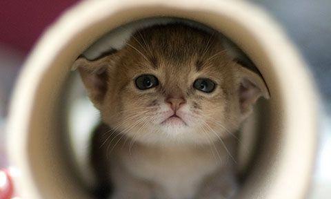 猫咪的喜好（揭秘猫咪不喜欢的主人行为和原因）