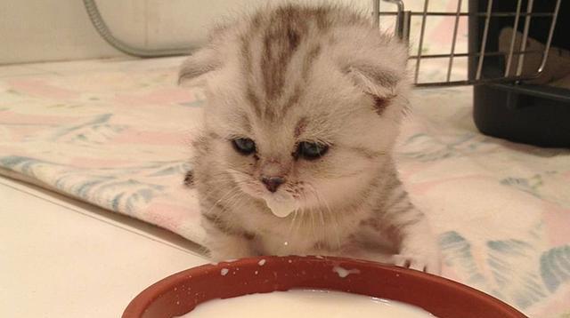 如何帮助刚生小猫的母猫恢复食欲（探究小猫出生后母猫不吃东西的原因及应对措施）