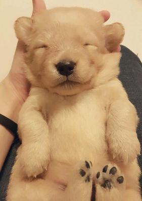 了解金毛犬的疫苗接种方式及时间，为宠物健康护航（了解金毛犬的疫苗接种方式及时间，为宠物健康护航）