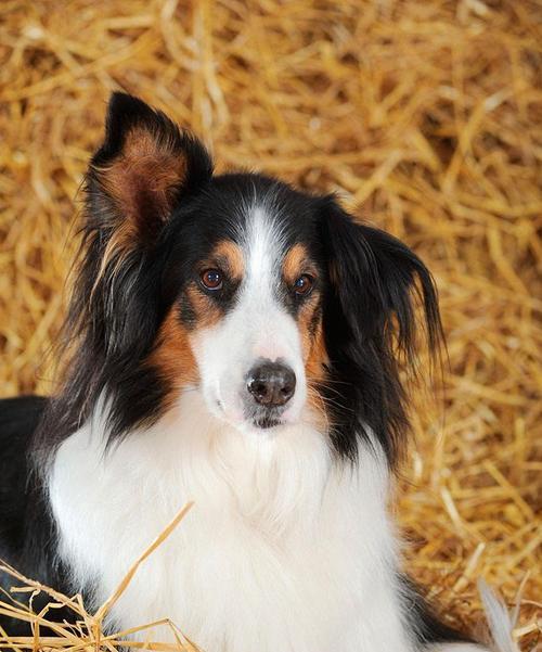 以伯恩山犬性格特点揭秘（了解这些，才能养好你的宠物）