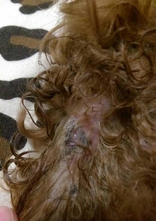宠物贵宾打嗝原因及应对方法（宠物主人必读！解决贵宾犬打嗝的小窍门）