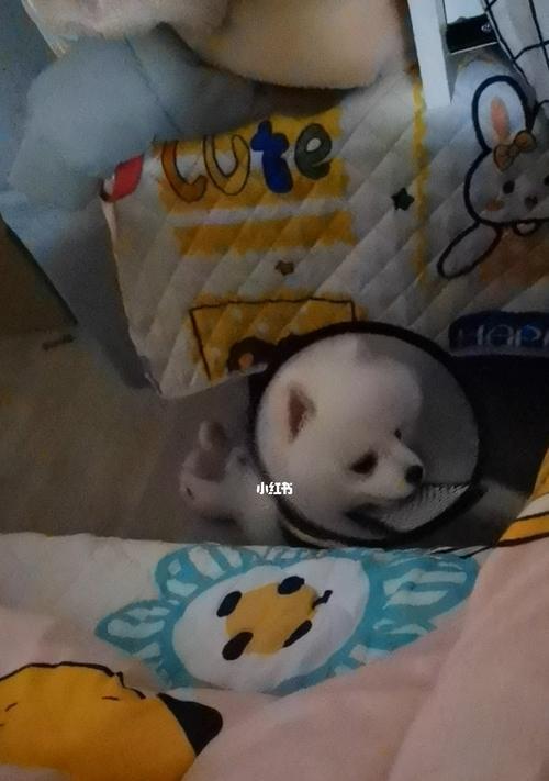 小奶狗不停叫唤怎么办？宠物主人必知的应对方法（掌握心理学方法，让小奶狗安心度过焦虑期）