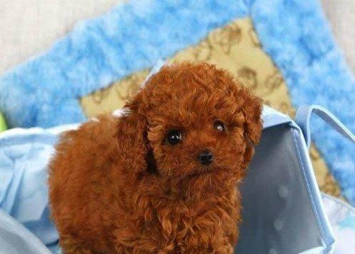 泰迪犬巧克力中毒的预防与治疗（小心宠物误食巧克力，保护泰迪犬健康与生命）