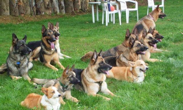 如何训练德国牧羊犬握手？（从宠物到好伙伴，让你的德牧更聪明）