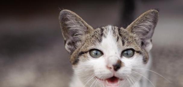 如何缓解猫咪嘶哑声？（为你的宠物带来舒适和健康）