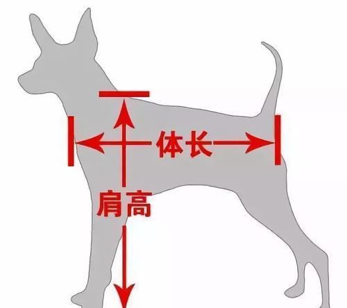 如何训练一只哈士奇成为您的理想宠物？（以哈士奇的特点和需求为中心，从各个方面提供专业指导）