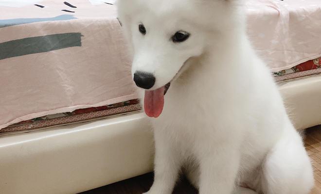 如何训练幼犬萨摩定点大小便（以宠物为主，让萨摩爱上定点大小便）