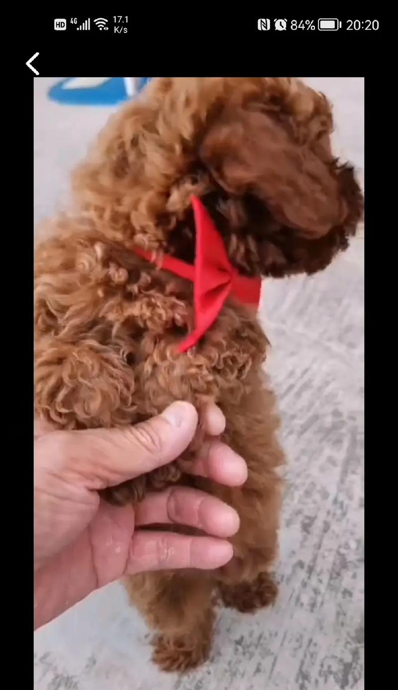 贵宾犬发抖原因分析（探究为什么贵宾犬会一直发抖，以及如何应对）