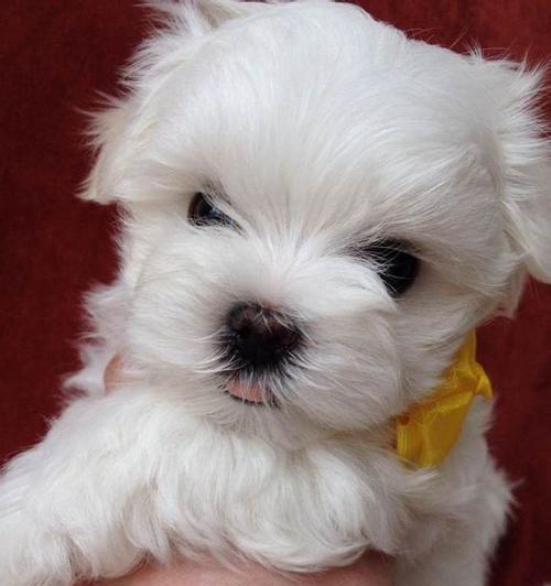 探秘以马尔济斯犬的标准特征（一只完美的宠物——以马尔济斯犬）