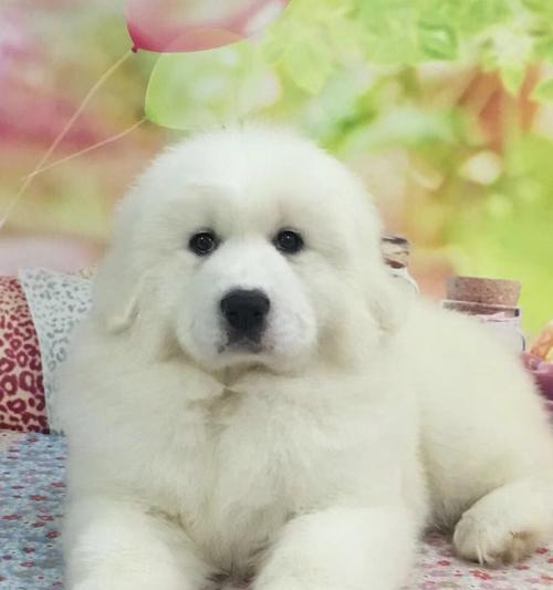 如何应对大白熊犬的挑食问题（宠物喜好挑剔？教你解决大白熊犬的饮食问题）