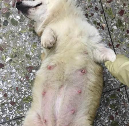 怀孕母犬的喂养全指南（如何正确地喂养怀孕母犬，让小生命顺利到来）
