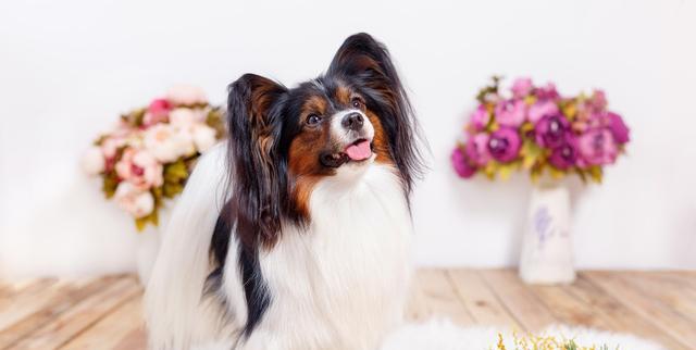 哺乳期的蝴蝶犬饲养指南（宠物爱好者必看，让你的蝴蝶犬健康成长）