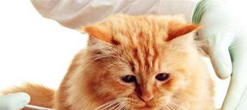 小猫食谱指南——从出生到3个月的营养需求（以宠物为主，科学饲养养护无忧）