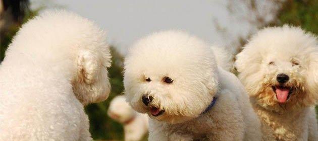 夏日比熊犬饲养指南（如何给你的比熊犬度过一个舒适健康的夏季）
