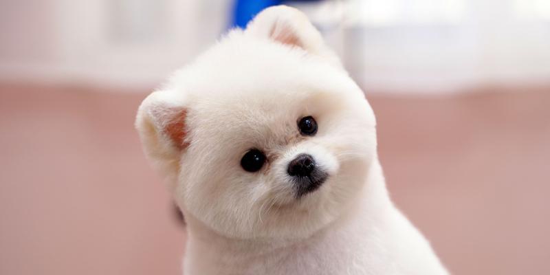 如何让你的博美犬美容无忧（分享博美犬美容经验，让你的宠物更加迷人）