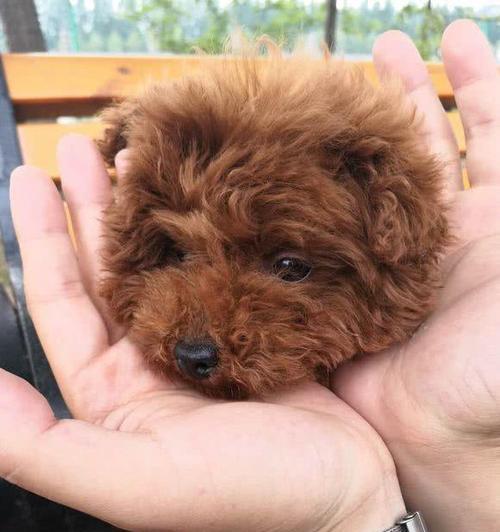 训练泰迪犬转弯技巧（帮助宠物提升行动能力，切实掌握教育方法）