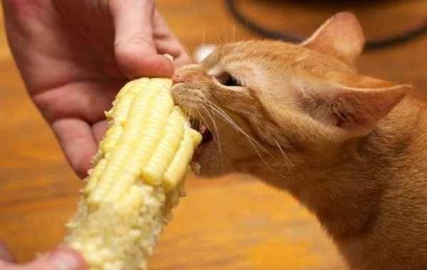 宠物小猫能否吃蔬菜？（了解宠物小猫的饮食习惯，让它更健康。）