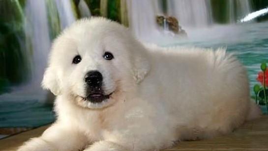 如何让大白熊犬补充营养（以宠物为主，科学饲养提高幸福感）
