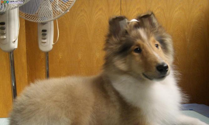 苏格兰牧羊犬皮肤病——如何保护宠物健康（了解症状、预防与治疗）