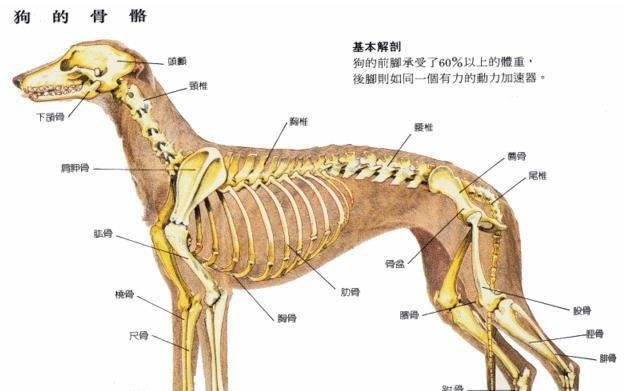了解藏獒，掌握它的特征与养护方法（以宠物角度看待藏獒，全面了解这只神秘而强大的动物）
